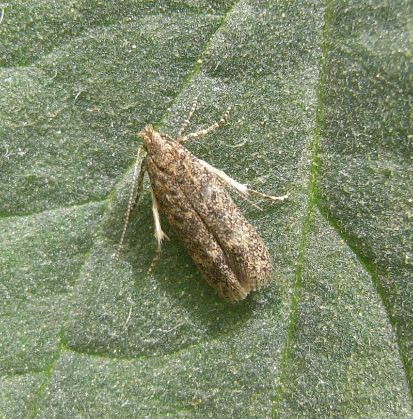 Tuta absoluta adult moth. Copyright Dupont